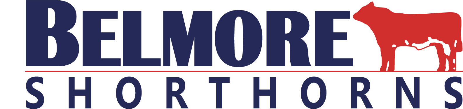 Belmore Shorthorns
